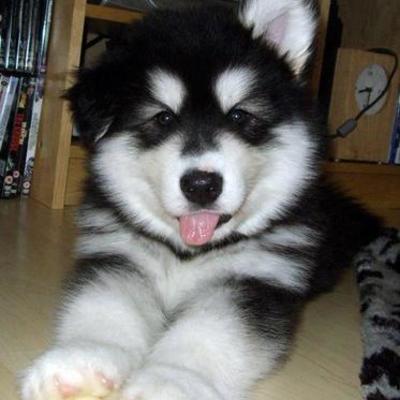 Timeline: La vida de mi perro Atom