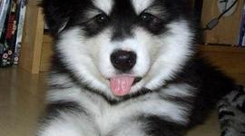 Timeline: La vida de mi perro Atom