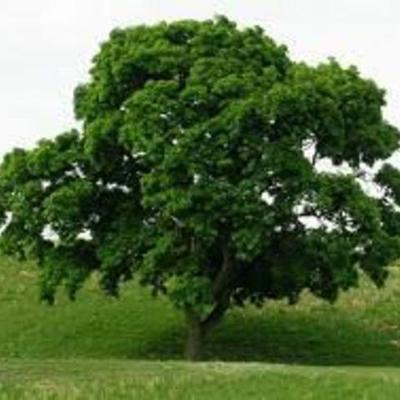 Timeline: La vida del arbol