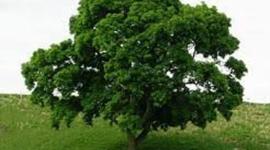 Timeline: La vida del arbol