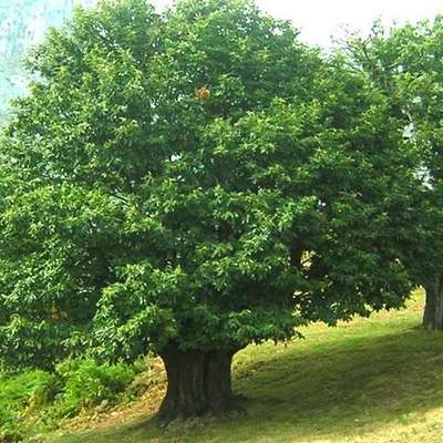 Timeline: Como sembrar un arbol