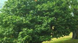 Timeline: Como sembrar un arbol