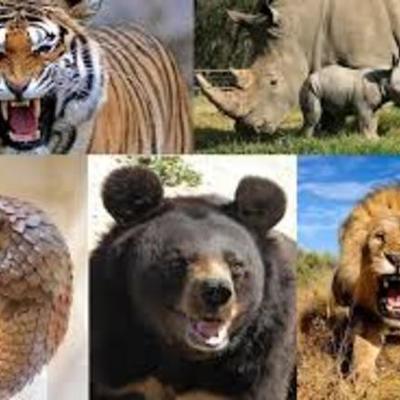 Timeline: Extincion de  Algunos  animales hasta  la actualidad
