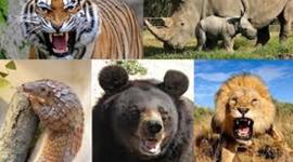 Timeline: Extincion de  Algunos  animales hasta  la actualidad