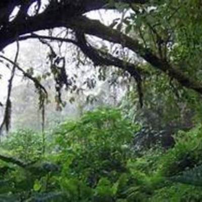 Timeline: protección de las selvas colombianas