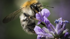 Timeline: Invertebrate animals