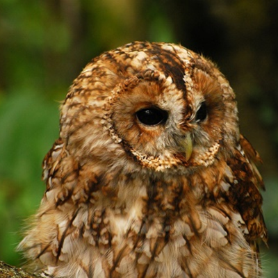 Timeline: Tawny Owl
