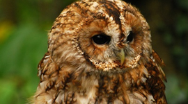 Timeline: Tawny Owl