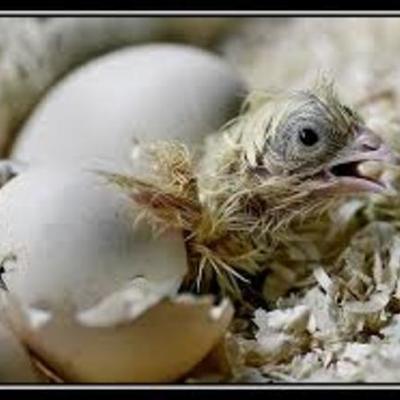 Timeline: Desarrollo Embrionario de un pollo