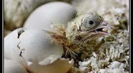 Timeline: Desarrollo Embrionario de un pollo