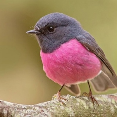 Timeline: LA VIDA DE UN PÁJARO