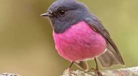 Timeline: LA VIDA DE UN PÁJARO