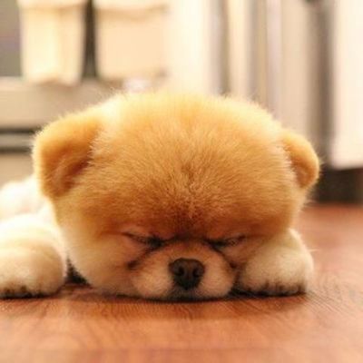 Timeline: LA VIDA DE UN PERRITO