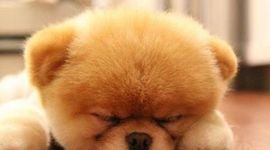 Timeline: LA VIDA DE UN PERRITO