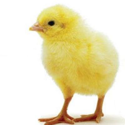 Timeline: nacimiento de un pollito