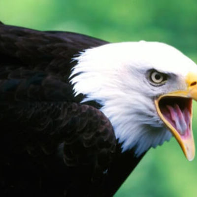 Timeline:  LINEA DE TIEMPO DE UN ÁGUILA