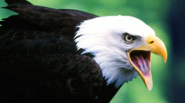 Timeline:  LINEA DE TIEMPO DE UN ÁGUILA