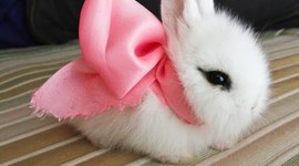 Timeline: la vida de los conejos