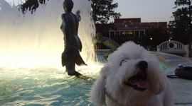 Timeline: Strozier at Landis