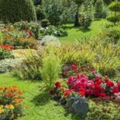 Timeline: Las plantas (Historia)