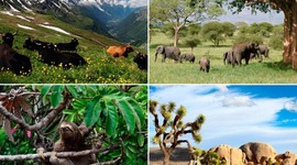 Timeline: Origen y evolución del concepto de Ecosistema