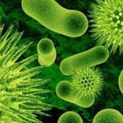 Timeline: historia de la célula