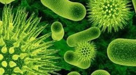 Timeline: historia de la célula