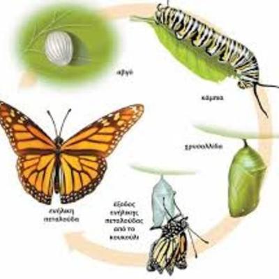Timeline: ο κύκλος της πεταλούδας