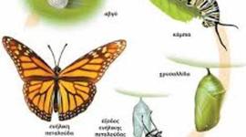 Timeline: ο κύκλος της πεταλούδας