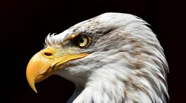 Timeline: Vertebrates 4th