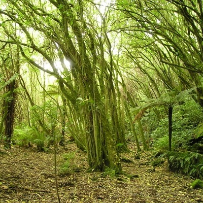 Timeline: Ecosystems 3rd