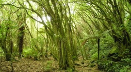 Timeline: Ecosystems 3rd