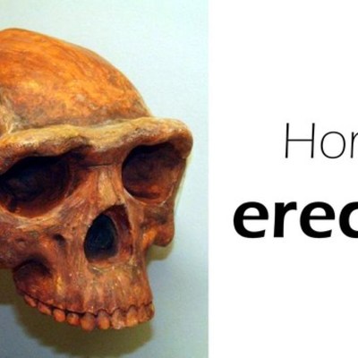 Timeline: Homo Erectus