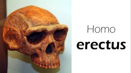 Timeline: Homo Erectus