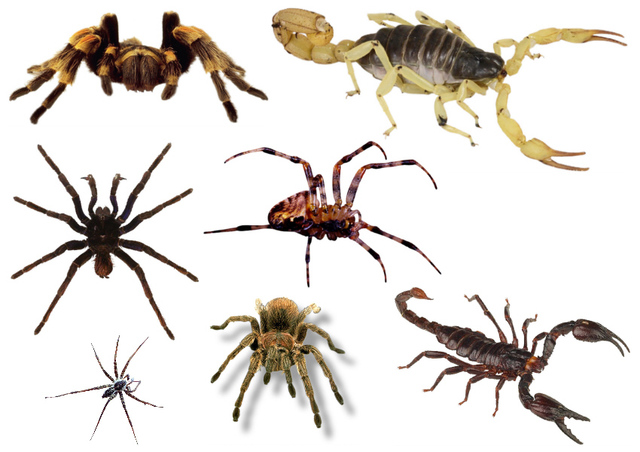 Animales Invertebrados timeline | Timetoast timelines