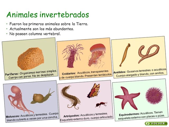 Animales Invertebrados timeline | Timetoast timelines