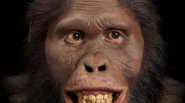 Timeline: Australopitechus