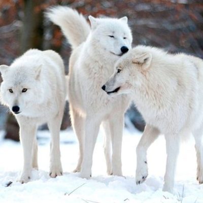 Timeline: INVESTIGACIÓN SOBRE LOS LOBOS BLANCOS