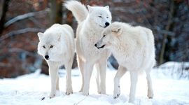 Timeline: INVESTIGACIÓN SOBRE LOS LOBOS BLANCOS