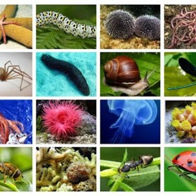 Timeline: Evolución de los Invertebrados