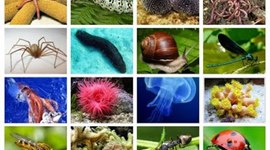 Timeline: Evolución de los Invertebrados