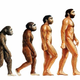 Evolucion humana grande