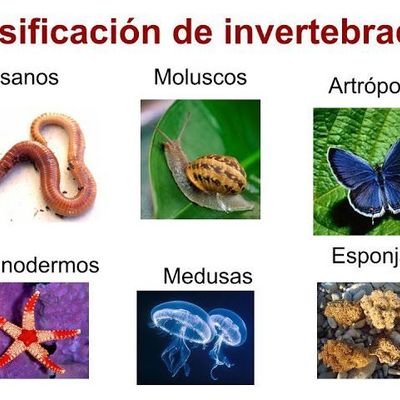 Timeline: ANIMALES INVERTEBRADOS