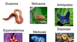 Timeline: ANIMALES INVERTEBRADOS