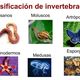 Clasificación de animales invertebrados