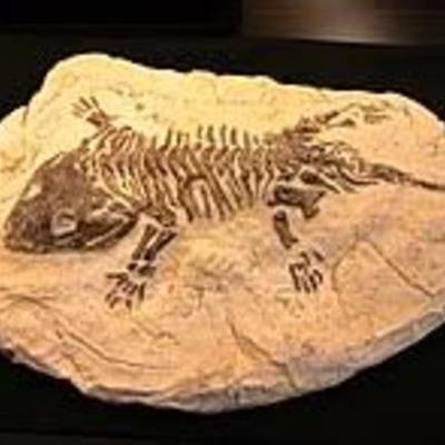 Timeline: fossils