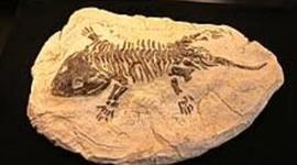 Timeline: fossils