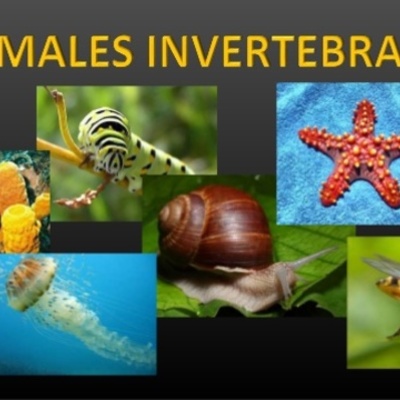Timeline: Evolución de los animales invertebrados