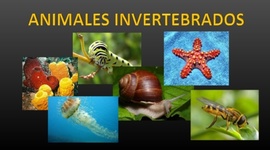 Timeline: Evolución de los animales invertebrados