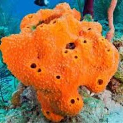 Timeline: Evolución de los animales invertebrados